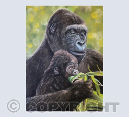 A Mothers Touch - Lowland Gorillas