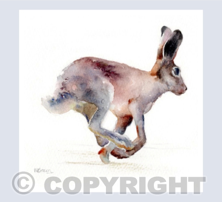 'Harper' Hare
