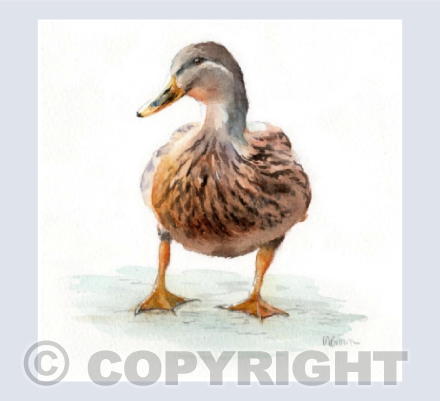 'Molly' Mallard
