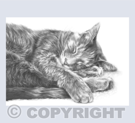 'Maggie' Tabby Cat in Pencil