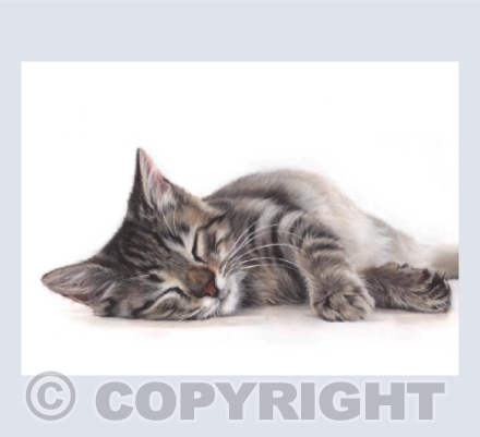 Sleeping Tabby Cat - in Pastel