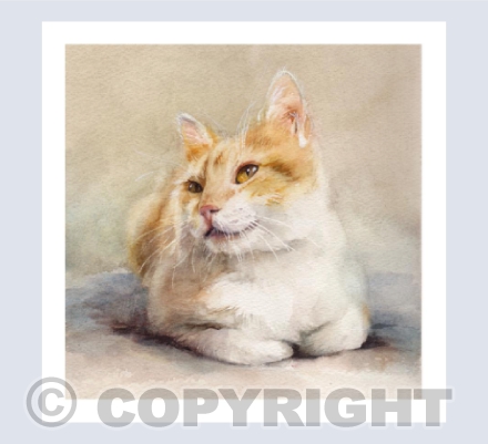 Ginger & White Cat - in watercolour