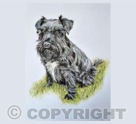 Lola (Schnauzer)