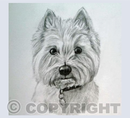 Alfie