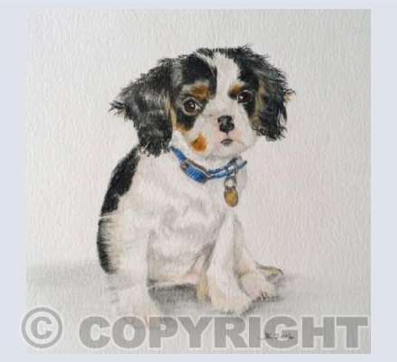 Alfie Puppy