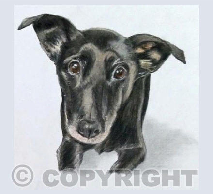 Molly the crossbreed