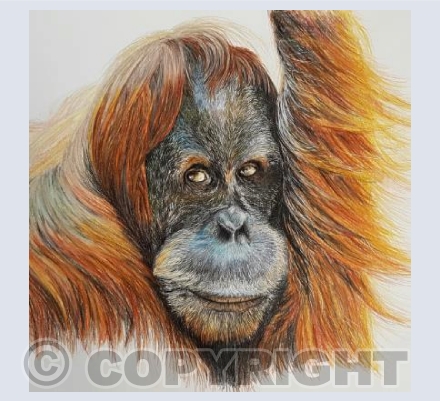 Orangutan