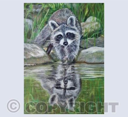 Rocky Racoon