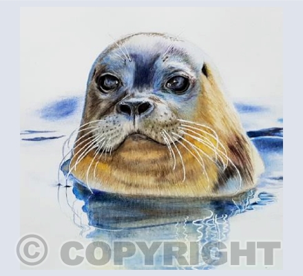 Sammy the Seal