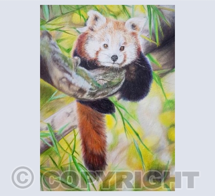 Red Panda
