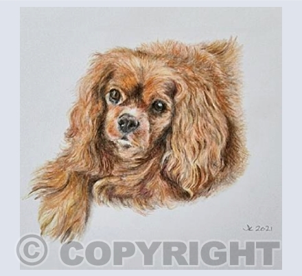 Ollie (Cavalier)