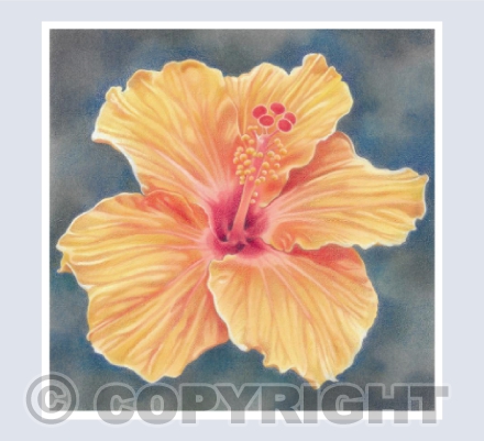 Orange Hibiscus