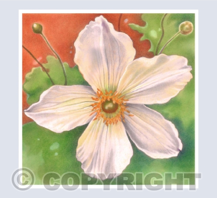 Wild Swan Anemone