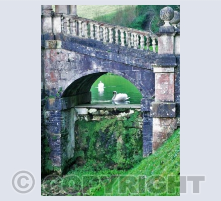 Swans at Prior Park