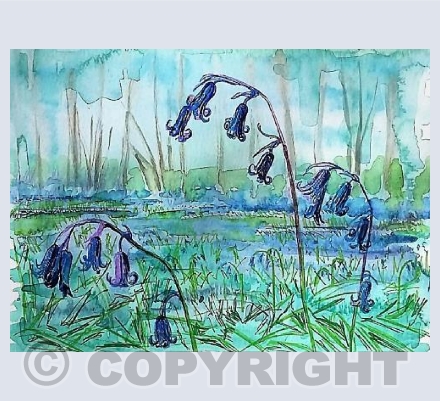 Bluebells