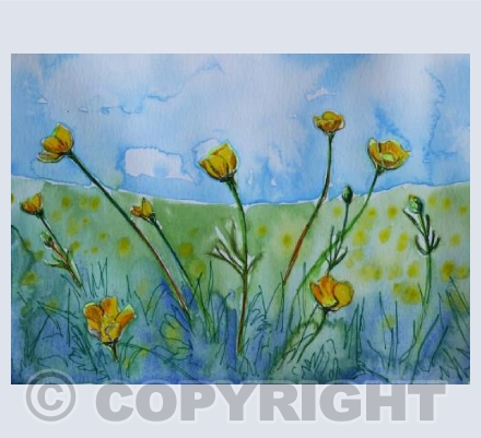 Buttercups