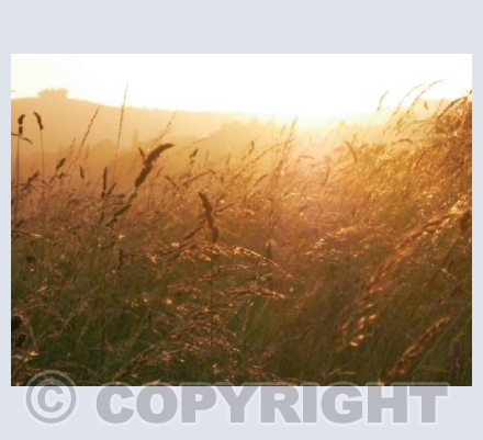 Summer Evening Meadow