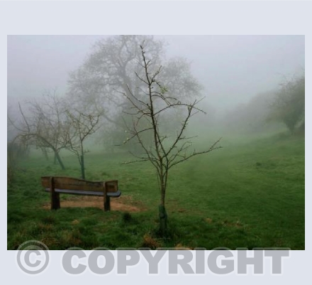 Orchard Fog