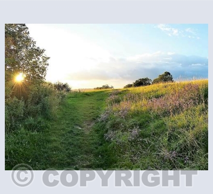 Into the Fields