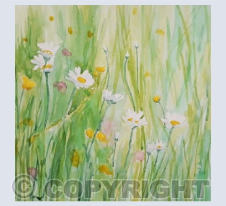 Daisies in the Meadow