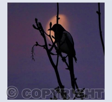 'Magpie Moon'