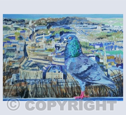 Alexandra Park Pigeon