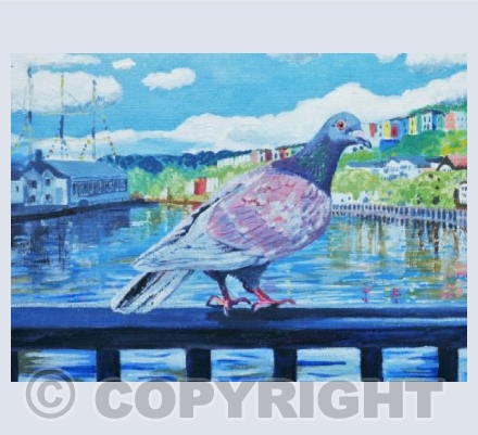 Bristol Harbour Pigeon