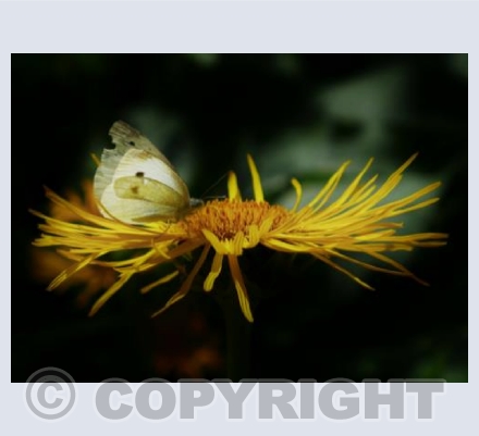 Small White and Sunshine