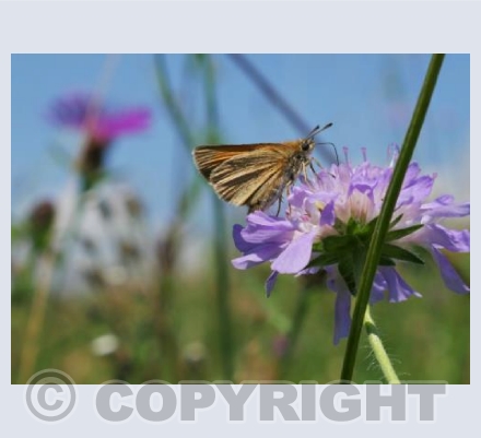 Summer Skipper