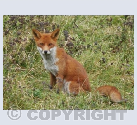 This Year's Cub