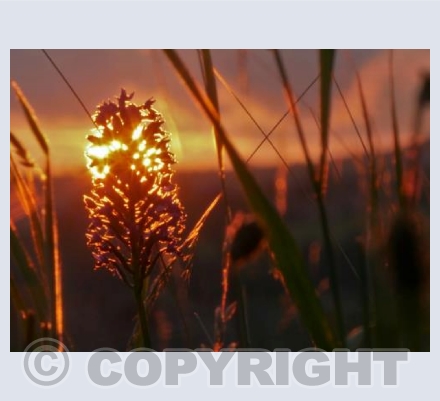 Orchid Sunset