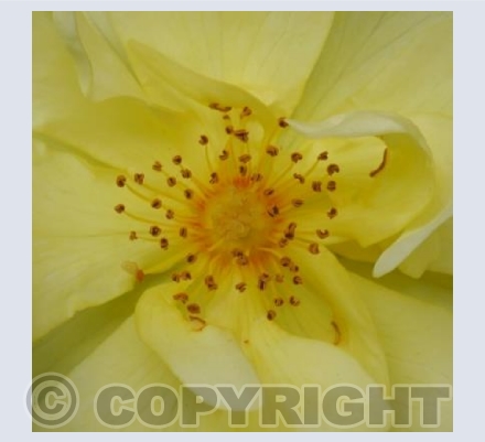Yellow Rose
