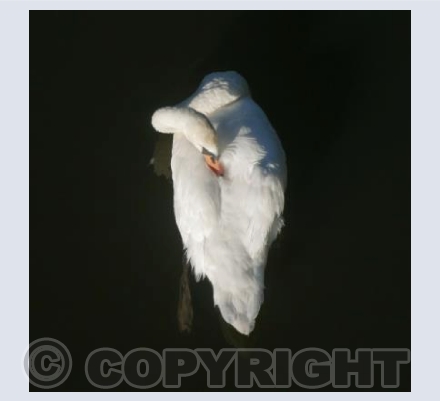 Mute Swan