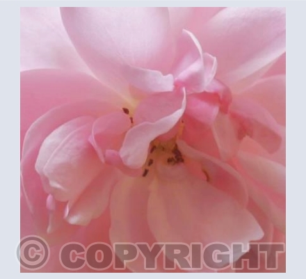 Pink Rose