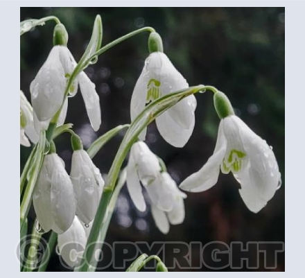 Snowdrops 
