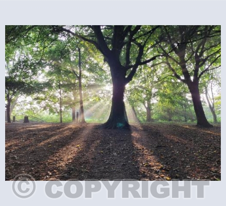 Rainbow Woods - Dawn