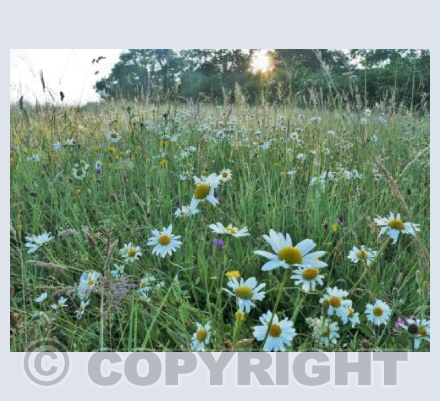 Bathwick Fields - Dawn