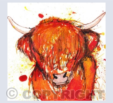 Highland Cow