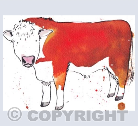 Hereford bull