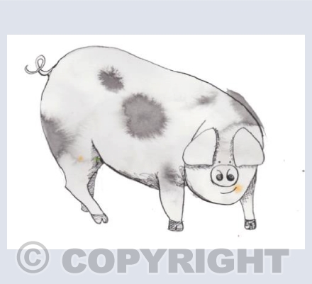 Gloucestershire old spot pig 