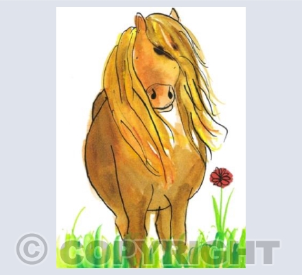 Shetland Pony 
