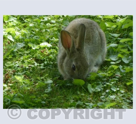 Rabbit in the park