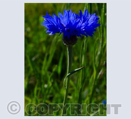 Blue flower