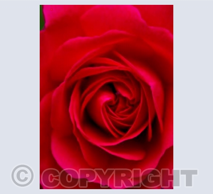 rosed again