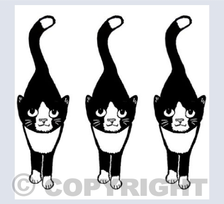 3 Stalking Black and White Cats