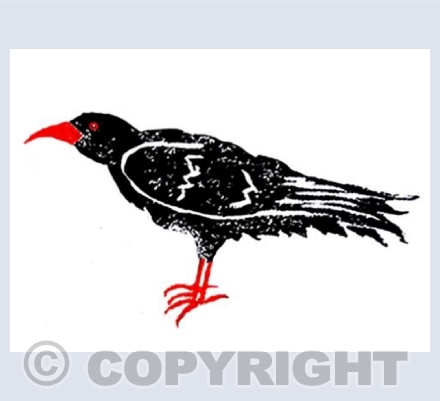 Big Choughj