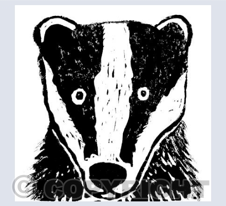 badger