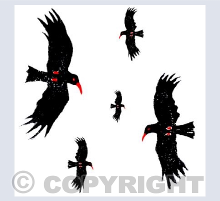 five flying choughs
