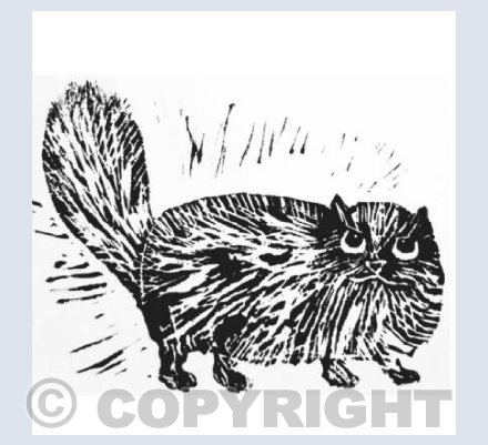 fluffy cat square