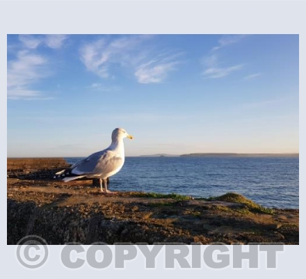 Gwithian View and Seagull